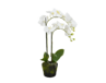 THREE POTTED ORCHIDS IN A BUNDLE